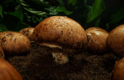 森林中棕冠蘑菇的栽培。摄影图片