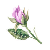 水彩画玫瑰花蕾叶和花朵插图插画图片