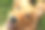 金毛猎犬微笑素材图片