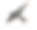 谷仓燕子，Hirundo rustica，躺在白色的背景素材图片