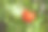 植物上长着两个西红柿，成熟的和未成熟的素材图片