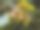 在皮埃蒙特附近内维格利果园的榛子的特写素材图片