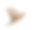 斑胸草雀在白色的背景下飞翔素材图片