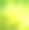 绿色的桦树叶子和野花在阳光的背景。素材图片