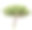 白色背景上的一棵孤立的松树素材图片