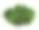 大叶绣球灌木孤立在白色的背景素材图片