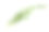 新鲜，绿色芳香的迷迭香叶在白色素材图片
