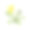 蒲公英花，矢量图标素材图片
