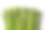 新鲜的绿色芦笋束孤立在白色上素材图片