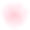 美丽的粉红色康乃馨孤立在白色背景上。素材图片