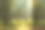 秋日云杉林，阳光透过雾照射照片摄影图片