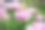 牡丹花盛开(Paeonia suffruticosa)素材图片