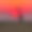 日落时分的萨凡纳长颈鹿素材图片