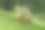 雨林中的红眼树蛙素材图片