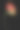 大鹦鹉郁金香孤立的黑色背景素材图片