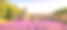 塞南克修道院，薰衣草盛开，日落全景。戈得斯，鲁伯隆，法国普罗旺斯。素材图片