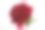 勃艮第牡丹花孤立在灰色背景。素材图片