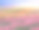 夕阳下的郁金香田素材图片