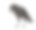 幼腐乌鸦-鸦冠(3个月)素材图片