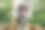 苏门答腊虎打哈欠的自然背景素材图片