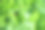 亚洲积雪草的中草药叶，称为可拉草素材图片