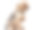 约克夏梗风毛，1岁，坐在白色背景前素材图片