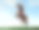 棕色的安达卢西亚马在夏天的田野上昂首阔行素材图片
