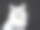 蓝色眼睛的布娃娃猫/小猫的肖像孤立地坐在黑色的背景看着镜头素材图片