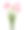 郁金香。春天的花。花的背景。矢量插图。花束。素材图片