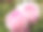 大花蕾的宏像两朵郁郁葱葱的粉红牡丹花素材图片
