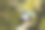 紫丁香胸罗拉Coracias尾非洲多彩的灌木草原鸟类野生动物狩猎素材图片