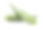 秋葵荚孤立在白色的背景素材图片