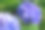 蓝色绣球花花素材图片