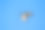 孤立的飞行鱼鹰。天空背景西鱼鹰Pandion haliaetus。吃鱼的猛禽。麦肯兹河，加拿大西北地区素材图片