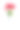 白色花瓶上的一束红色郁金香孤立在白色背景上素材图片