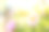 美丽新鲜的雏菊花与水珠在绿色的草地上素材图片