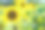 田野里美丽的向日葵素材图片