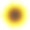 向日葵现实的图标矢量孤立。黄色向日葵盛开的夏季自然花卉插图素材图片
