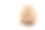 叙利亚仓鼠吃萝卜孤立上白素材图片