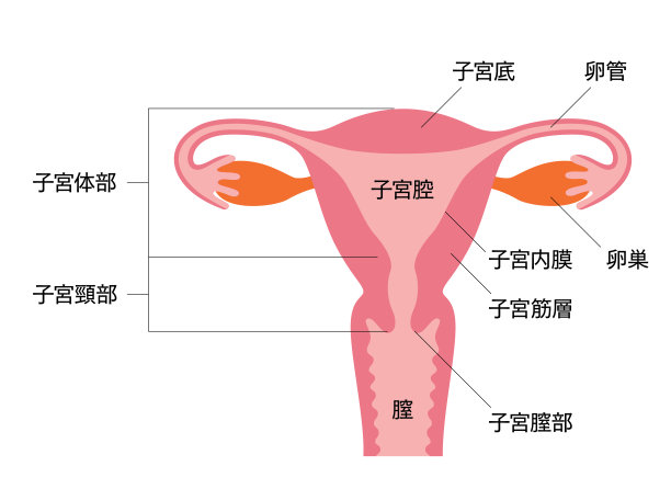 女性子宫及附件平面图图片