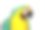 蓝黄相间的鹦鹉。最大的鹦鹉之一。素材图片