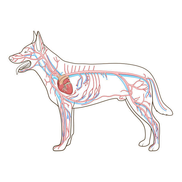 狗的静脉血管位置图片图片
