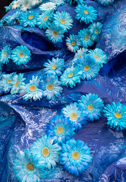 蓝色非洲菊花语图片