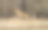 一只雌性黑斑羚(黑斑羚)在半空中跳跃素材图片