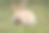 兔子宝宝藏在葱翠的草地里素材图片