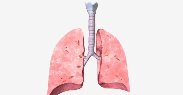 肺冠状面横切面图片下载