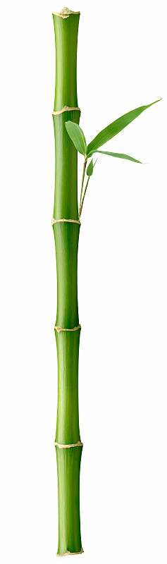 高大的竹子图片下载
