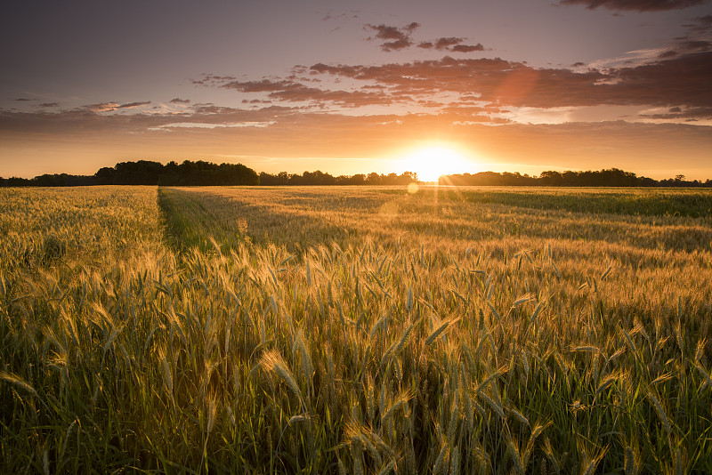 日落时田园诗般的小麦农场景色图片下载