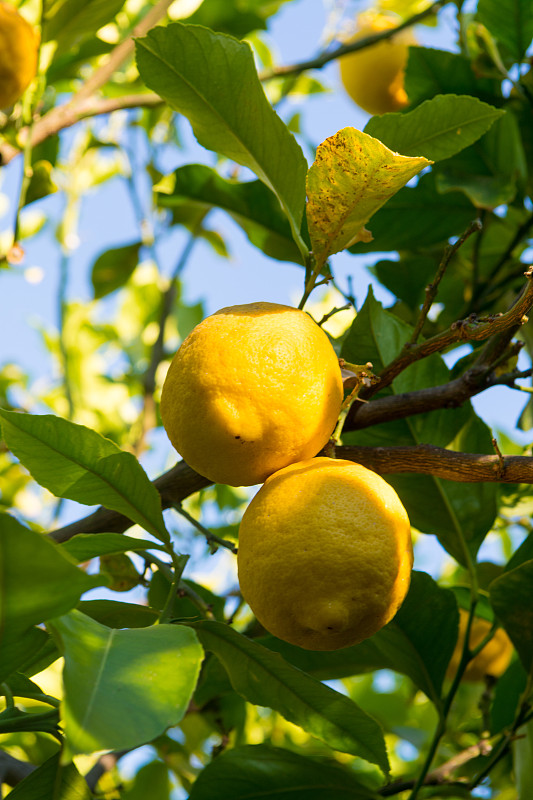 柠檬树的样子图片图片