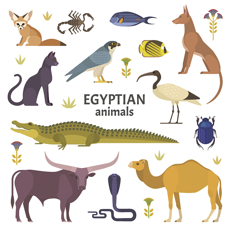 埃及的动物。图片下载